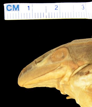 Media type: image; Herpetology A-28299